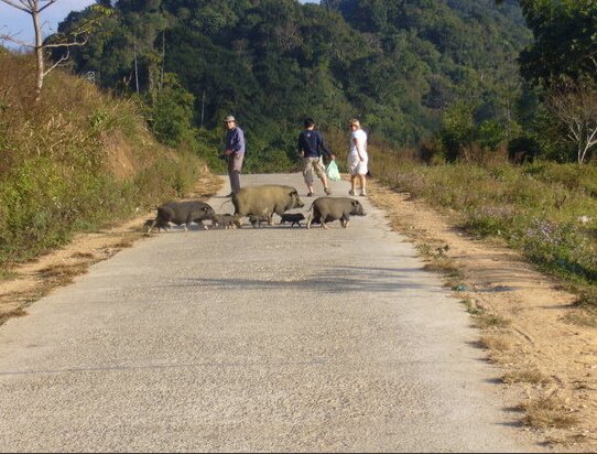 Mai chau hikking