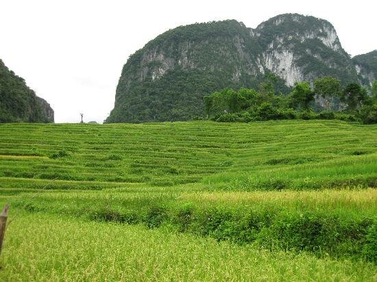 rice-terraces