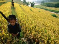 Hanoi - Mai Chau - Sapa - Dien Bien Tour Package