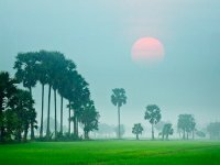 Sundet_on_rice_paddy.jpg